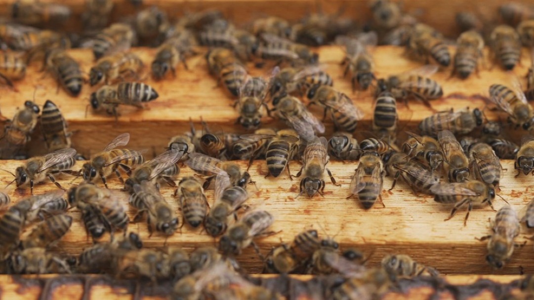 Enxame de abelhas ataca 11 pessoas e deixa criança internada em Buritis, RO