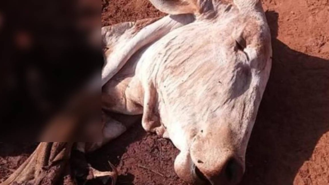 Carne de gado abatido é furtada em propriedade rural