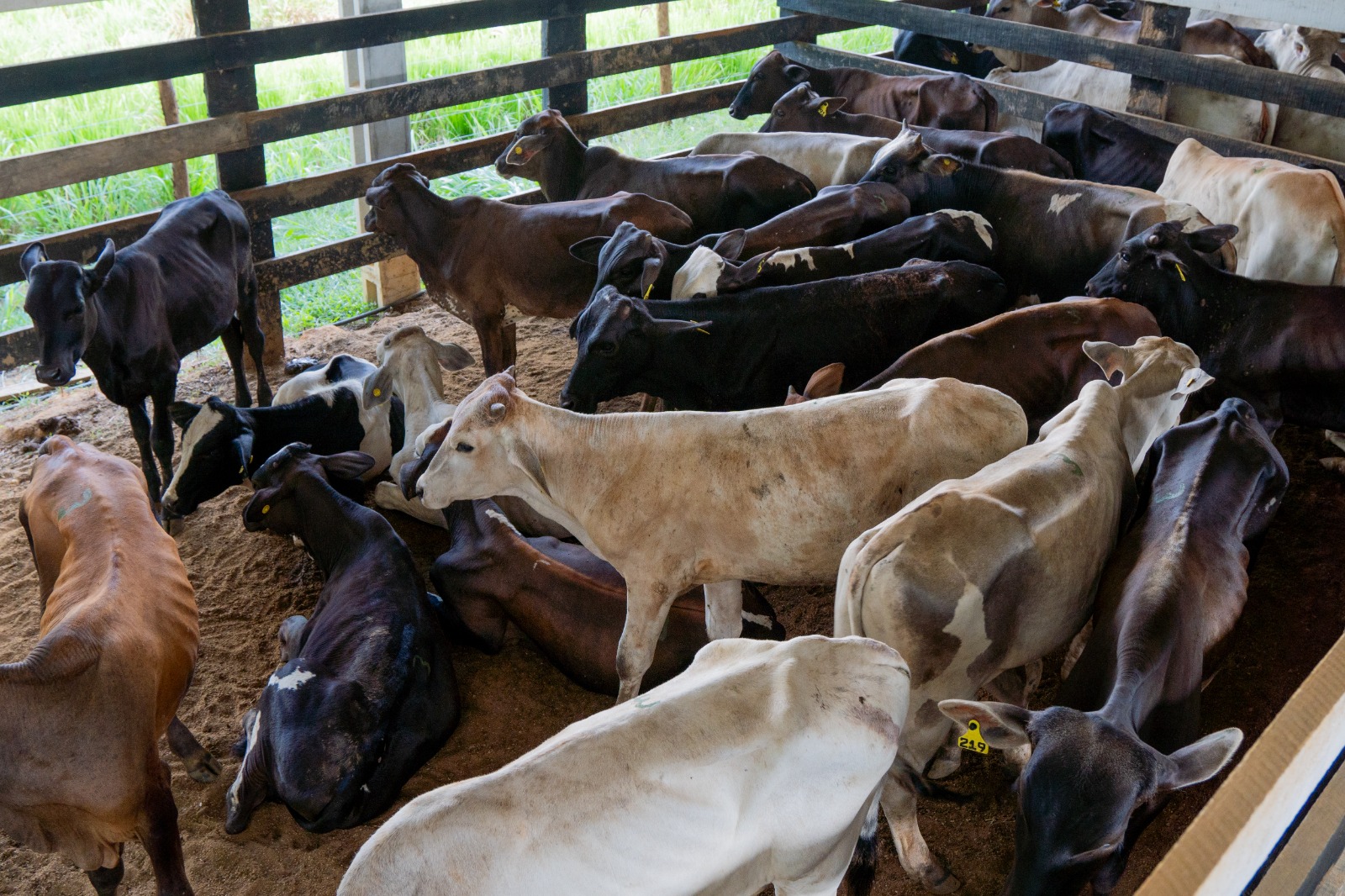    14ª Edição do Leilão Direito de Viver em Buritis - 0