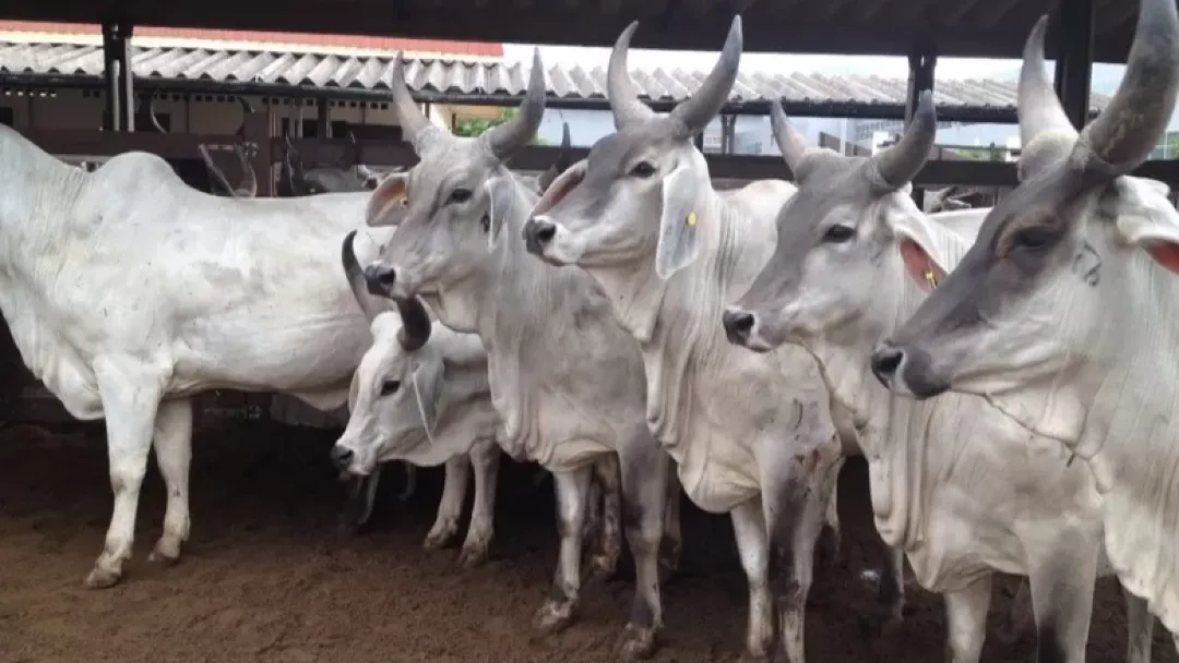 Polícia Civil localiza e apreende gado furtado em Buritis