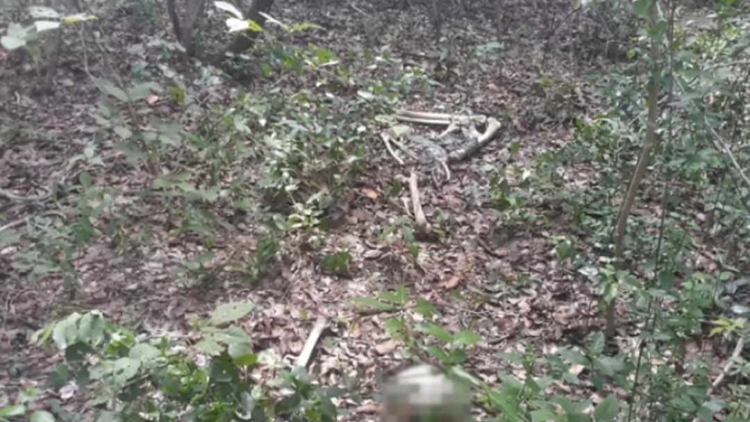 Homem encontra ossada humana em área de mata em Ariquemes