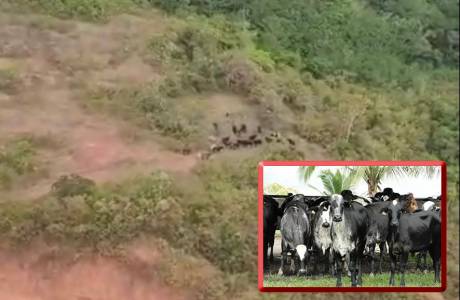 Com uso de helicóptero, Polícia recupera 30 novilhas da raça girolando furtadas na estrada da coca-cola em Porto Velho