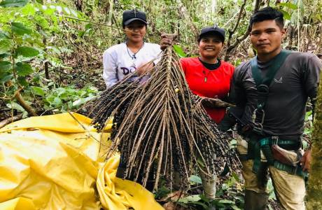 Indígenas produtores de açaí em RO sonham com o mercado internacional