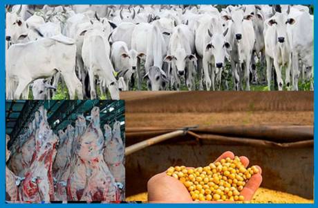 Rondônia Redefine Imposto Rural e Estreita Laços com Setor Agropecuário